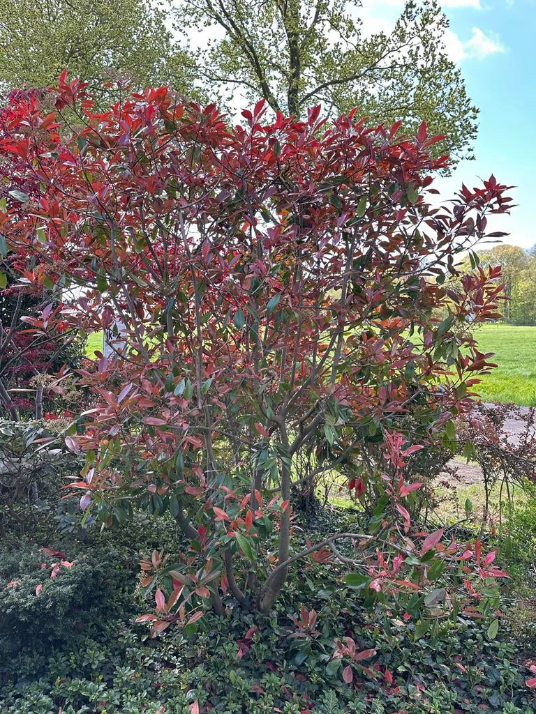 Rode Glansmispel struik boom (Photinia Fraseri Red Robin), Ophalen, Overige soorten, Struik, 250 cm of meer
