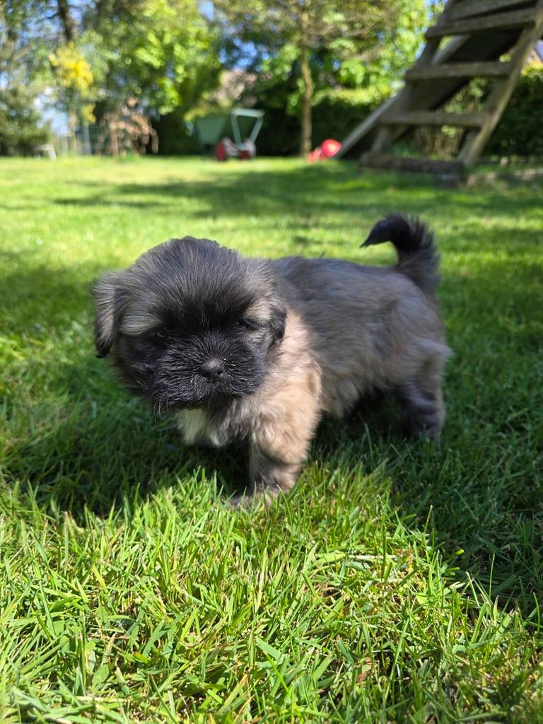 Mooie lieve Boemer puppy's, Dieren en Toebehoren, Honden | Chihuahua's en Gezelschapshonden, Overige rassen, 8 tot 15 weken, Meerdere