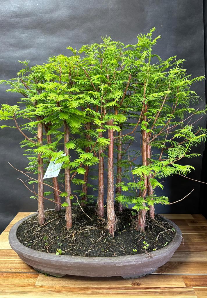 Japanse Bonsai buiten in diverse soorten, In pot, Halfschaduw, Lente, Minder dan 100 cm