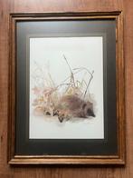 Ingelijste prent van een egel met jonkies in houten lijst, Ophalen of Verzenden, Zo goed als nieuw, Minder dan 50 cm, Minder dan 50 cm