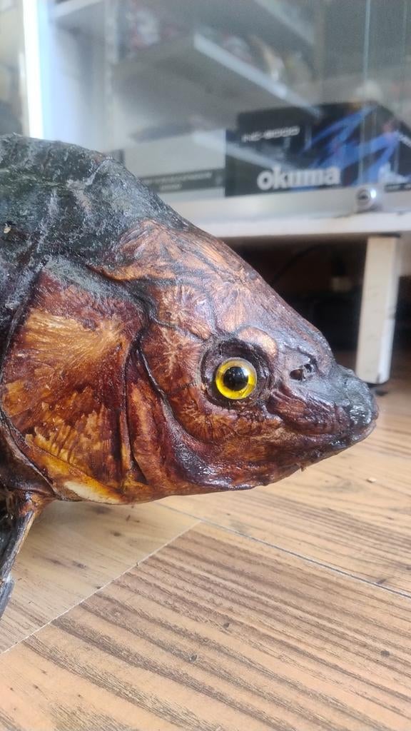 Oude Opgezette Spiegelkarper - Vriezenveen Jaren 60, Ophalen of Verzenden