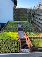 Groenteplantjes, Aardbeien, rabarber, bakje erwt, peul, prei, Tuin en Terras, Ophalen, Eenjarig, Overige soorten, Volle zon