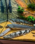 Polypterus Ornatipinnis , endlicheri , ansorgii