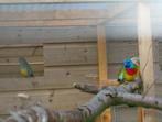 turquosines,bourkes,splendid parkieten, Meerdere dieren, Parkiet
