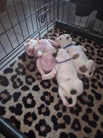 Engelse staffordshire pups, Overige rassen, 8 tot 15 weken, Parvo, Meerdere