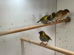 Te koop; cuba vinken & binsen astrilde, Meerdere dieren