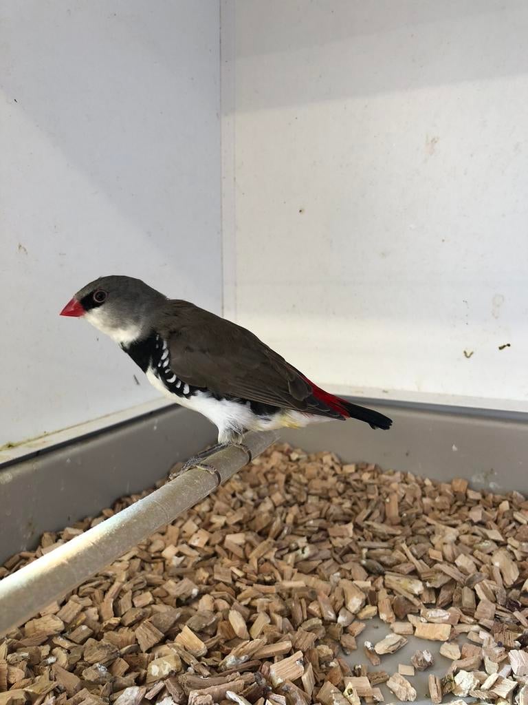 Diamantvink, Dieren en Toebehoren, Vogels | Overige Vogels, Geslacht onbekend