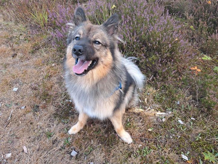 Aangeboden lieve en mooie dekreu, Dieren en Toebehoren, Honden | Dekreuen, Reu, Particulier, Eén hond, Nederland, 3 tot 5 jaar