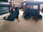 rottweiler pups, Dieren en Toebehoren, Honden | Bulldogs, Pinschers en Molossers, Parvo, 8 tot 15 weken, Meerdere, Meerdere dieren