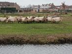 Drachtige heide schapen, Dieren en Toebehoren, Vrouwelijk, Schaap, 3 tot 5 jaar