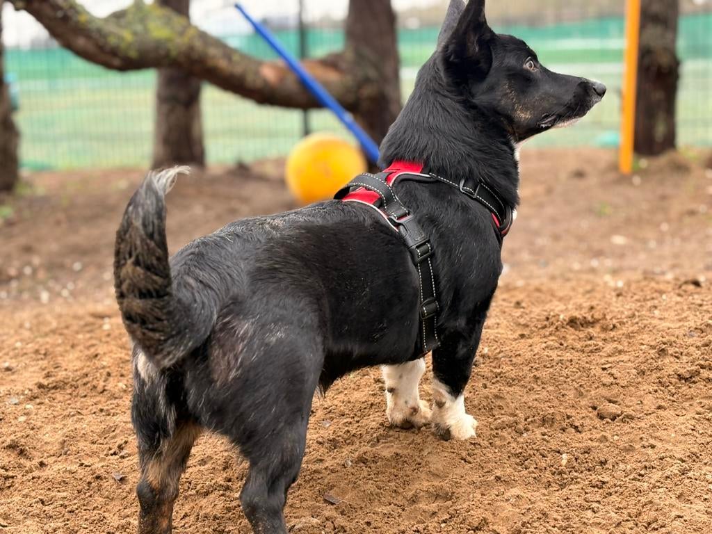 Herplaatser welsh corgi, Dieren en Toebehoren, Honden | Herdershonden en Veedrijvers, Parvo, Nederland, 15 weken tot 1 jaar, Reu