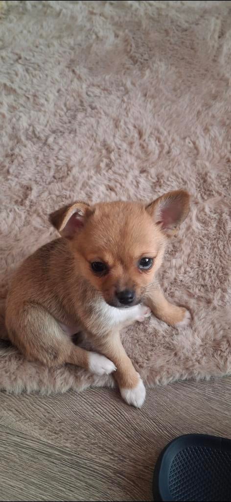 Lieve speelse pomchi chihuahua pup puppy 💗💗, Dieren en Toebehoren, Teef, Meerdere, Chihuahua, Nederland