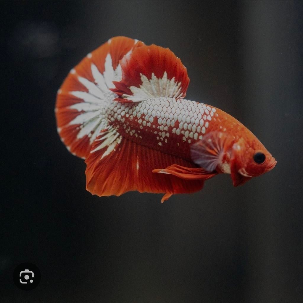 Hellboy betta man!, Vis, Zoetwatervis