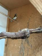 Parva putter pop, Dieren en Toebehoren, Vrouwelijk, Wildzangvogel