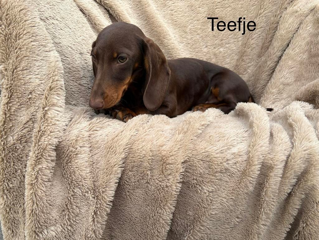Teckel choco en tan pup, Dieren en Toebehoren, Parvo, Standaard, 8 tot 15 weken, Korthaar
