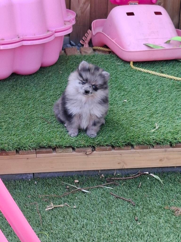 Pomeriaan pups, Parvo, Keeshond, 8 tot 15 weken, Teef