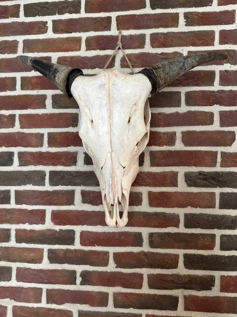 Echte schedel met hoorns - Wanddecoratie, Ophalen, Gebruikt