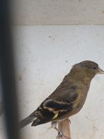 kruising, Dieren en Toebehoren, Vrouwelijk, Geringd