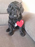 labradoodle teefje medium, Overige rassen, 8 tot 15 weken, Teef, Eén hond