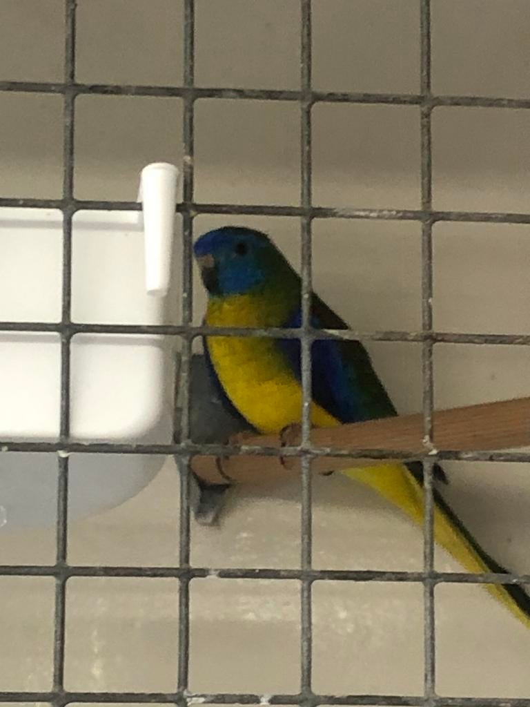 Turqasines parkieten, Meerdere dieren, Parkiet