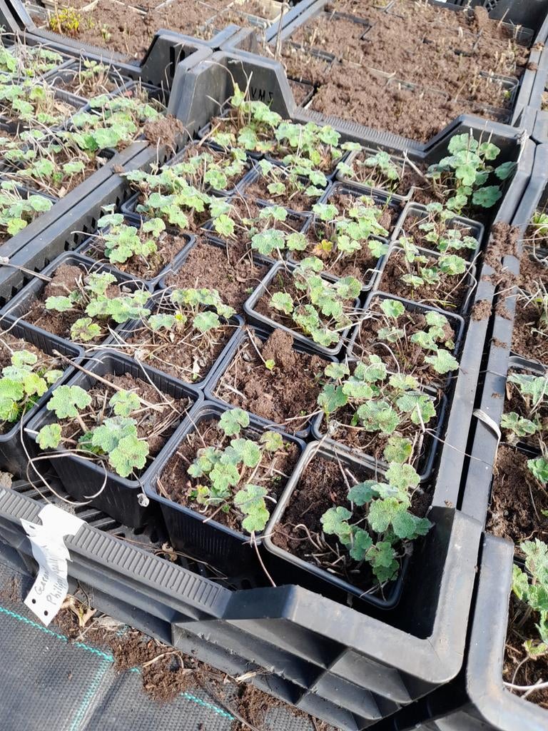 Geranium Philips vanille p9, Ophalen of Verzenden