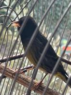 Zwartesijs x kanarie 2025, Mannelijk, Wildzangvogel, Geringd