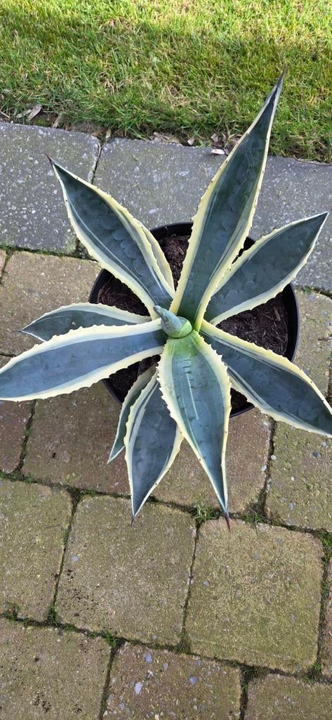 Bonte Agave Americana Variegata, Tuin en Terras, Planten | Tuinplanten, Ophalen, Bloeit niet, Overige soorten, Volle zon