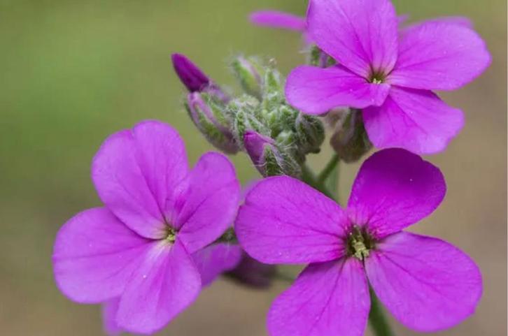Damastbloem, Tuin en Terras, Planten | Tuinplanten, Vaste plant, Overige soorten, Halfschaduw, Ophalen