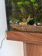 Longvin blue eyes L144, Dieren en Toebehoren, Kreeft, Krab of Garnaal