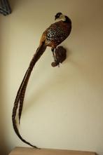 Taxidermie opgezette koningsfazant, Ophalen, Gebruikt, Vogel, Opgezet dier