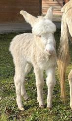 Mini Ezel Ivory, Dieren en Toebehoren, Overige Dieren, Mannelijk, Voor 1 juli 2024