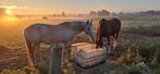 Plaats voor paard en shetlanders, Dieren en Toebehoren, Stalling