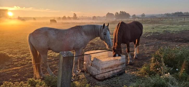 Plaats voor paard en shetlanders, Dieren en Toebehoren, Stalling en Weidegang, Stalling
