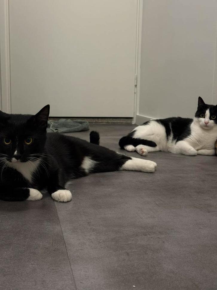 Kat en poes, Dieren en Toebehoren, Katten en Kittens | Overige Katten, Kortharig, Meerdere dieren, 0 tot 2 jaar