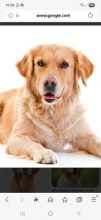 GEZOCHT GOLDEN RETRIEVER, Golden retriever, 15 weken tot 1 jaar, Teef, Eén hond