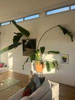Strelizia nicolai XL, Ophalen, In pot, Halfschaduw, 200 cm of meer