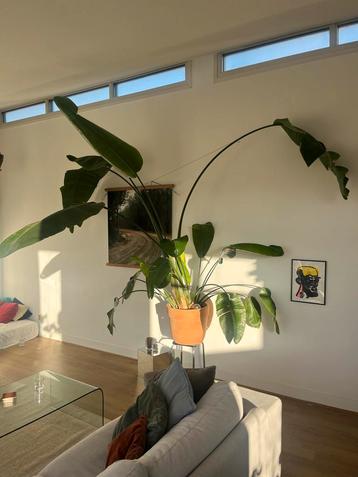 Strelizia nicolai XL beschikbaar voor biedingen