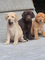 Te koop bijzondere  mooie bruine en blonde labradorpups., Labrador retriever, Meerdere, Meerdere dieren, Nederland