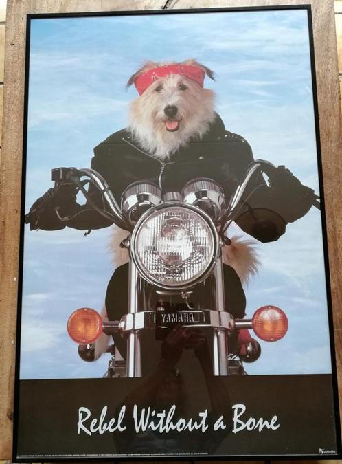 REBEL WITHOUT A BONE. Poster. Gekaderd. 63/93 cm. 1992., Verzamelen, Dierenverzamelingen, Zo goed als nieuw, Overige typen, Hond of Kat