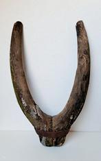 Antieke juk / haam oa als decoratieve houten hoorns / gewei., Ophalen of Verzenden