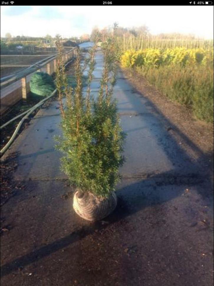 Taxus media Hicksii diverse maten, Tuin en Terras, Planten | Tuinplanten, Vaste plant, Overige soorten, Volle zon, Bloeit niet