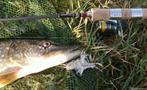 Serie T snoekstreamers voor vlieghengel en lichte spinhengel, Ophalen, Nieuw, Complete set
