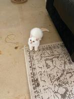 100% Britse korthaar Blue Point kittens 10 weken direct mee, Ontwormd