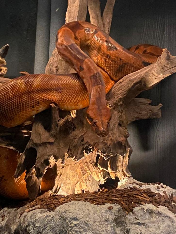 Boa constrictor imperator salmon T+