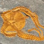 Top fossiele zeester Ophiura Ordovicium Marokko, Ophalen of Verzenden, Mineraal