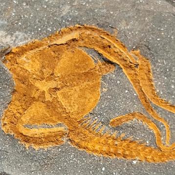 Top fossiele zeester Ophiura Ordovicium Marokko  beschikbaar voor biedingen
