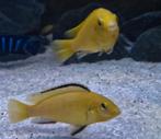 Malawi cichliden, Dieren en Toebehoren, Vissen | Aquariumvissen, Vis