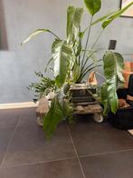 Decoratie pallet met wieltjes, Huis en Inrichting, Ophalen