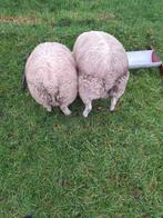 Dek rammen, Mannelijk, Schaap