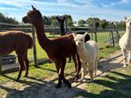 Merrie alpaca met merrie veulen., Dieren en Toebehoren, Overige Dieren, Juli, Vrouwelijk
